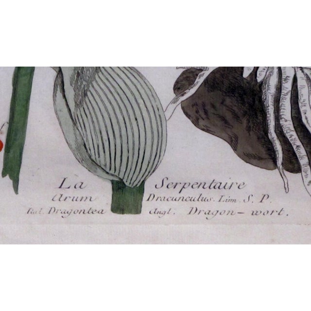Illustration Well-Executed French Hand-Colored Engraving of La Serpentaire From a 'La Botanique Mise a La Portee De Tout Le Monde' by Genevieve De Nangis Regnault For Sale - Image 3 of 5