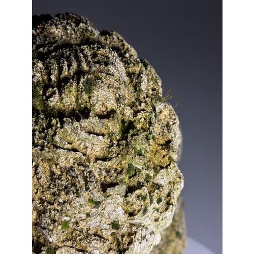 Bust of Hermes in Plaster For Sale - Image 12 of 18