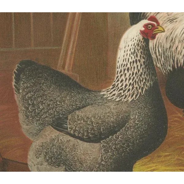 The Majestic Dark Brahma, 1888, Lithograph For Sale - Image 4 of 10