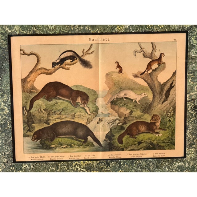 Wood Set of Nine Gotthilf Von Schubert Natural History Chromolithographs For Sale - Image 7 of 17