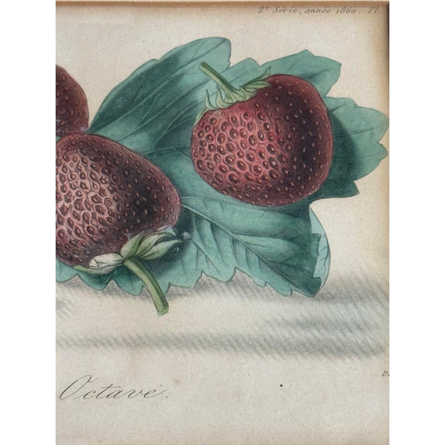 19th-century French hand-colored lithograph titled Fraise Octave, published in 1860 in Le Producteur Français (Second...