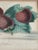 19th-century French hand-colored lithograph titled Fraise Octave, published in 1860 in Le Producteur Français (Second...