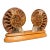 1970s Vintage Decorative Halved Ammonite, African, Fossil, Display Plinth, Cretaceous For Sale