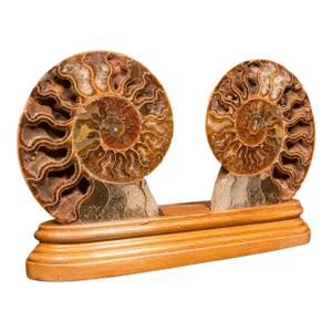 1970s Vintage Decorative Halved Ammonite, African, Fossil, Display Plinth, Cretaceous