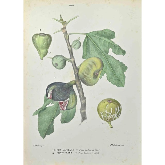 Vincenzo Tenore, Lardaro Fig and Trojan Fig, Lithograph, 1870s For Sale