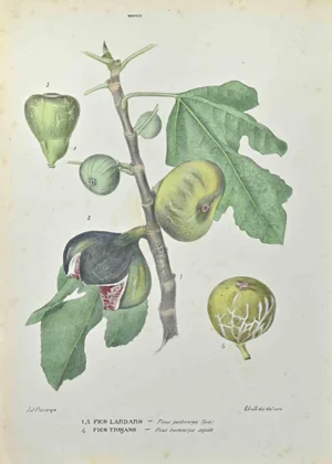 Vincenzo Tenore, Lardaro Fig and Trojan Fig, Lithograph, 1870s