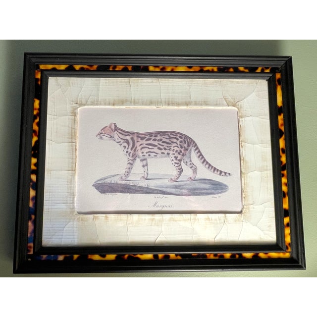 John-Richard Framed Nature Prints of a Lioness & Margay Pair Faux Tortoiseshell Wood 16x12.5 For Sale - Image 11 of 18