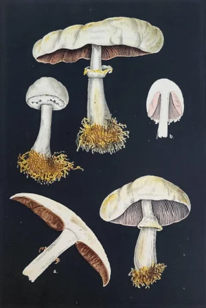 Antique 1885 Belgium Fine Color Lithograph Agaricus Arvensis by H Furrer