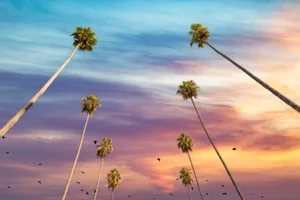 Los Angeles Palm Trees Skyscape Photograph by Richard Silver, 16 x 24