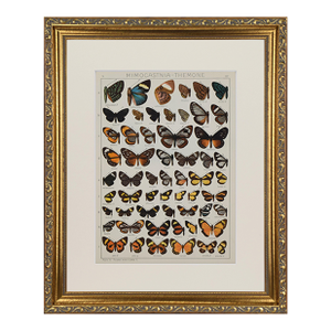 Antique Early 20th Century Butterfly Print