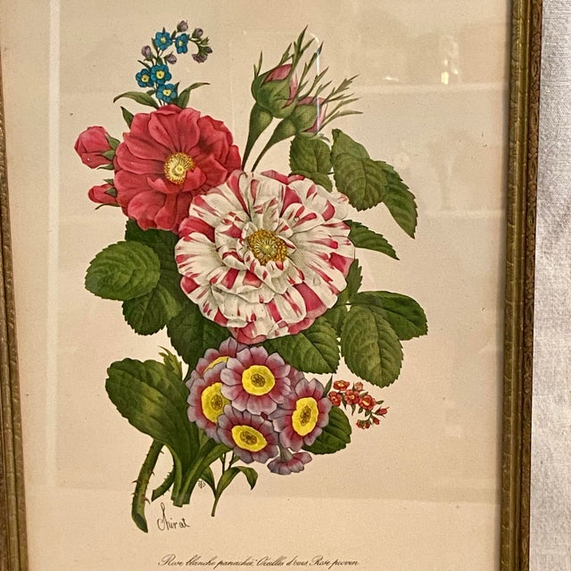 1940's Framed lithograph of a floral botanical by Benoit Chirat.