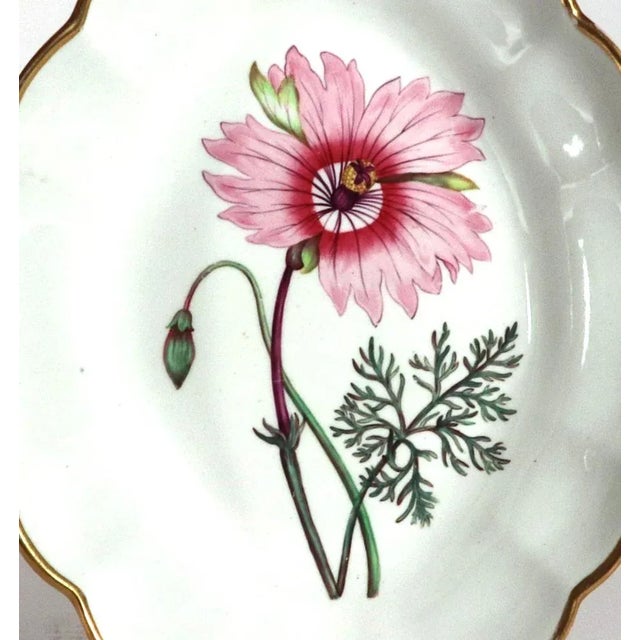 Traditional Spode Porcelain Botanical Specimen Dishes- a Pair. After William Curtis For Sale - Image 3 of 12