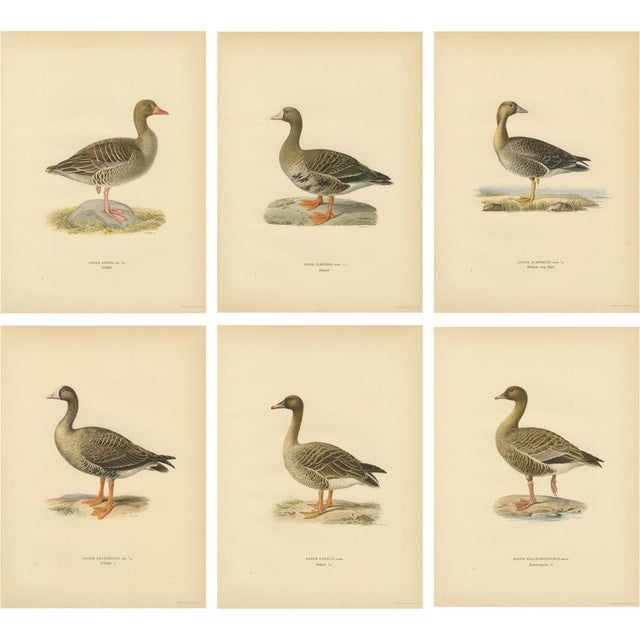 Vintage Scandinavian Ornithology Lithographs, 1929, Set of 6 For Sale - Image 9 of 9