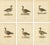 Vintage Scandinavian Ornithology Lithographs, 1929, Set of 6 For Sale - Image 9 of 9