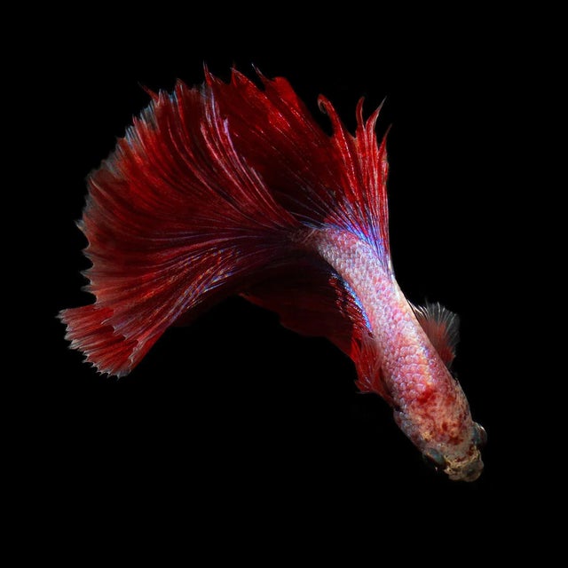"Betta 55" Contemporary Photograph of a Betta Fish by Michael Filonow For Sale