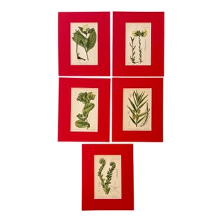 Set of 5 - 19th Century German Botanical Engravings of Grasses For Sale