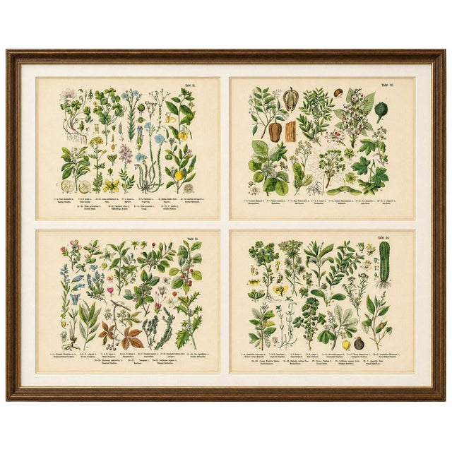 M. Fünfstück, Wildflowers & Medicinal Plants, 1890s, Chromolithograph, Set of 4 For Sale - Image 9 of 9