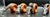 An exceptional complete collection of eight vintage Makoulpa safari animal napkin rings, purchased in South Africa during...