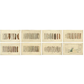 Cinchona Bark Varieties A Hand-Colored Illustrated Botanical Atlas, 1826 For Sale