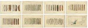Cinchona Bark Varieties A Hand-Colored Illustrated Botanical Atlas, 1826