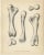 Set of four antique prints titled 'Dinoceras Mirabile'. Original lithograph of the femur, tibia, patella and feet of a...