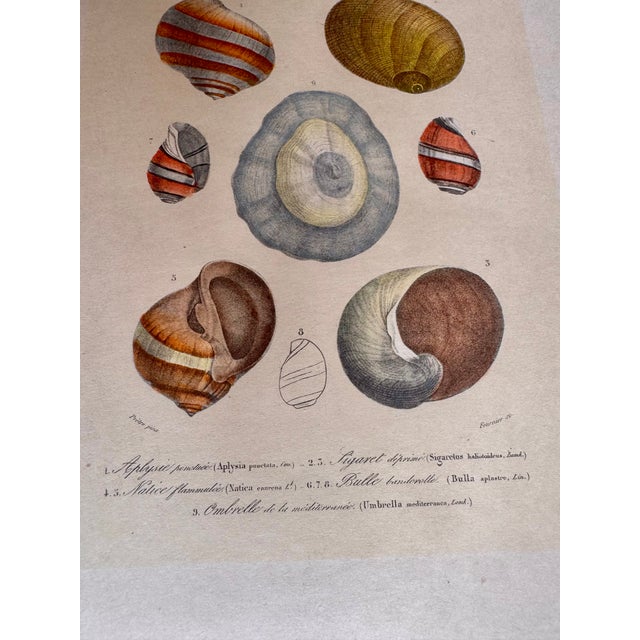 Orange Late 19th Century Mollusques Shell Prints Gastéropodes Plates Fleur De Lis Embossed Paper - Set of 3 For Sale - Image 8 of 11