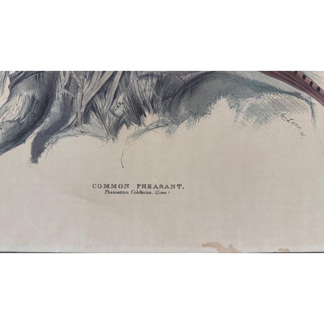 Vintage bird print featuring the Common Pheasant Phasianus colchicus with a detailed ornithological illustration of both...