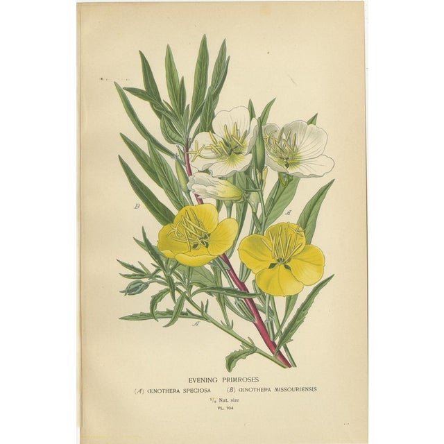 Clarkia Pulchella and Evening Primroses and Godetia, 1897, Paper, Set of 3 For Sale - Image 3 of 10