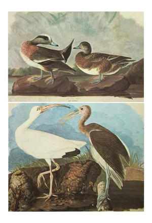 1966 Vintage Cottage Print "White Ibis & American Widgeon" After John James Audubon