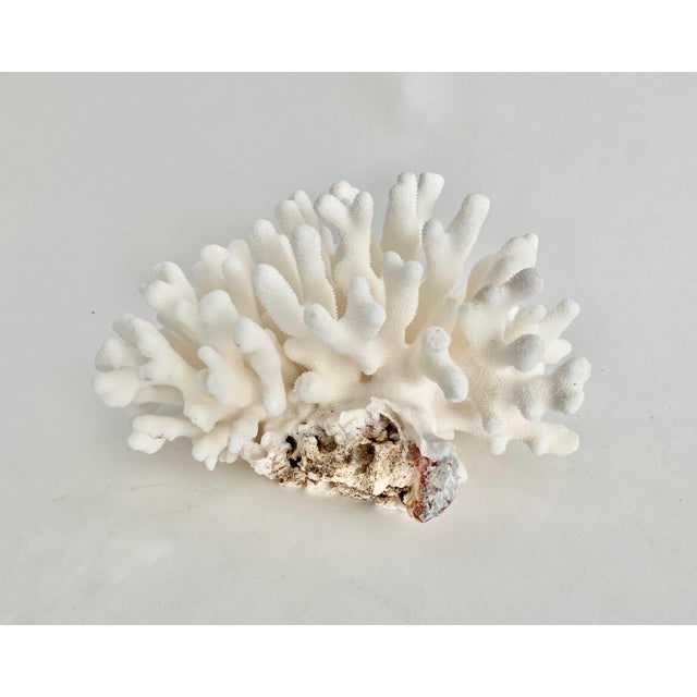 Natural Pacific Elkhorn Coral Specimen For Sale - Image 4 of 6