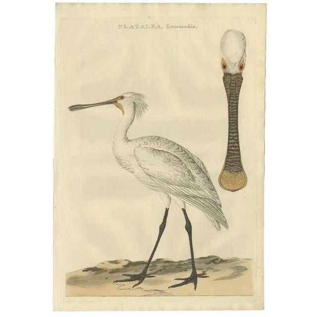 Sepp and Nozeman, Dutch Ornithology, 1789, Paper For Sale
