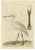 Sepp and Nozeman, Dutch Ornithology, 1789, Paper For Sale