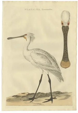 Sepp and Nozeman, Dutch Ornithology, 1789, Paper
