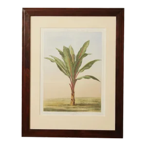 Le Promenades de Paris 'Musa Ensete' Lithograph after Francois Frederic Grobon