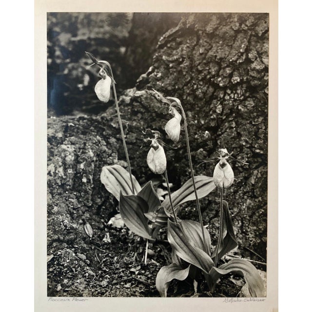 Samuel Gottscho, Vintage Silver Gelatin Signed Photograph Samuel Gottscho Garden Flowers Photo NY For Sale