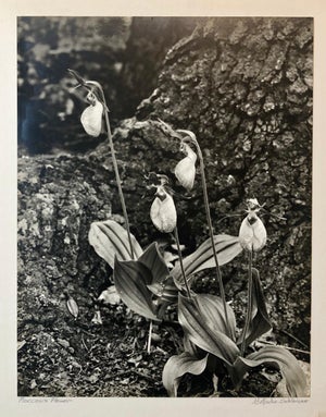 Samuel Gottscho, Vintage Silver Gelatin Signed Photograph Samuel Gottscho Garden Flowers Photo NY