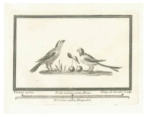 Unknown, Birds, Etching, 18th Century