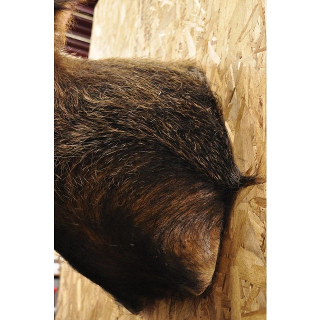 Vintage Wild Boar Head Taxidermy Hog Pig Head Wall Mount Log Cabin Decor For Sale - Image 18 of 18