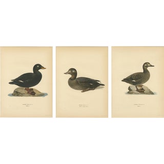Scandinavian Bird Charts of Velvet Scoter Ducks, 1929, Prints, Set of 3 For Sale