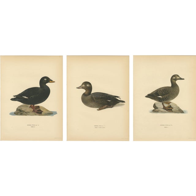 Scandinavian Bird Charts of Velvet Scoter Ducks, 1929, Prints, Set of 3 For Sale