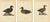 Scandinavian Bird Charts of Velvet Scoter Ducks, 1929, Prints, Set of 3 For Sale