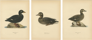 Scandinavian Bird Charts of Velvet Scoter Ducks, 1929, Prints, Set of 3