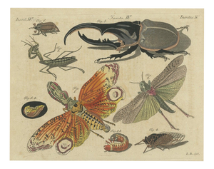 Bertuch, Hercules Beetle and Lantern Fly, 1805, Print