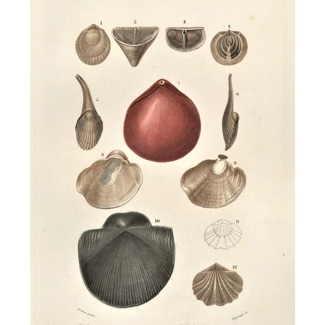 This is one of several antique 1860 hand-colored engravings of mollusks that we are offering in our shop. (See others) The...