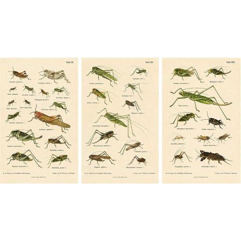 Monumental Orthoptera of Central Europe, 1908, Lithograph, Set of 3 For Sale - Image 11 of 11