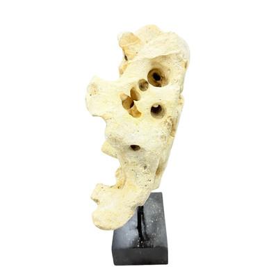 Natural coral stone from Indonesia with a sandy hue, displayed on a handcrafted teak stand. Its organic texture and warm...