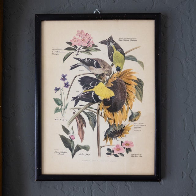 Wood Pair of Framed Bird and Botanical Prints by Arthur Singer Mockingbird and Goldfinch For Sale - Image 7 of 16
