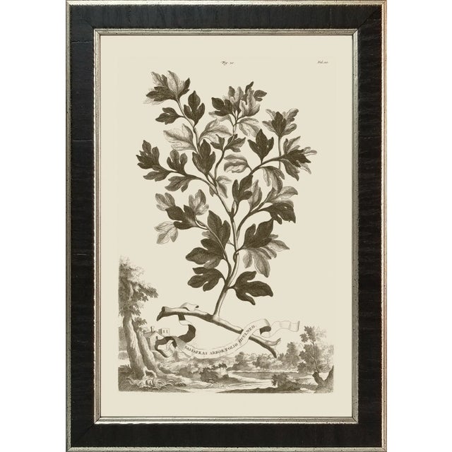 Illustration Munting Botanicals Set #2 Framed in Italian Wood Veneer Moulding For Sale - Image 3 of 11