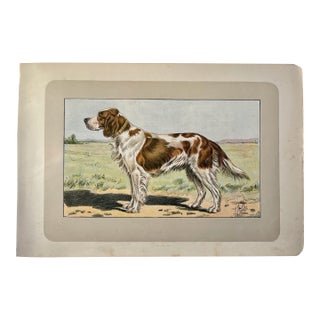 1907 French Photogravure Print of “Le Setter Ecossais” or Scottish Setter - For Sale