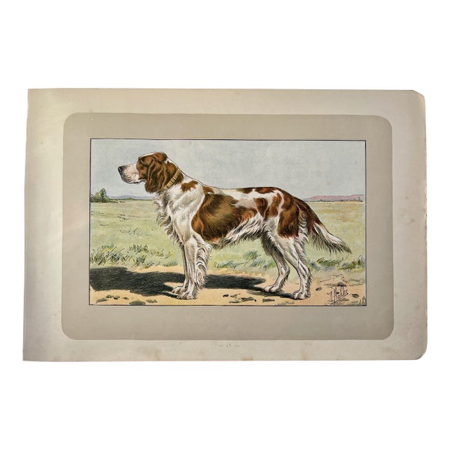 1907 French Photogravure Print of “Le Setter Ecossais” or Scottish Setter - For Sale
